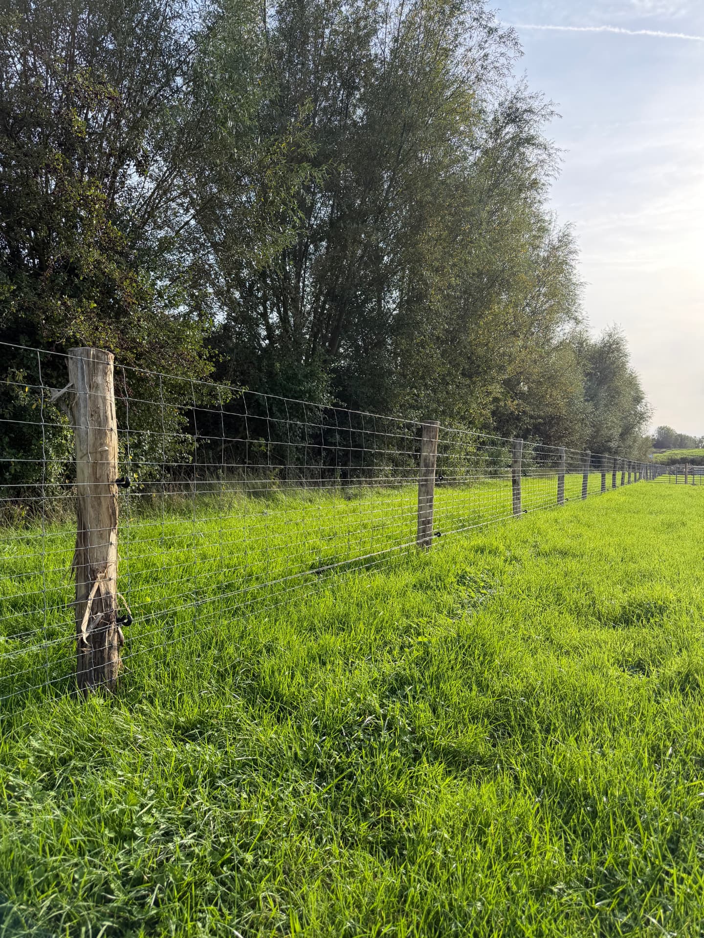 Ursus standaard draadomheining op een weide met houten palen en een boomrij op de achtergrond