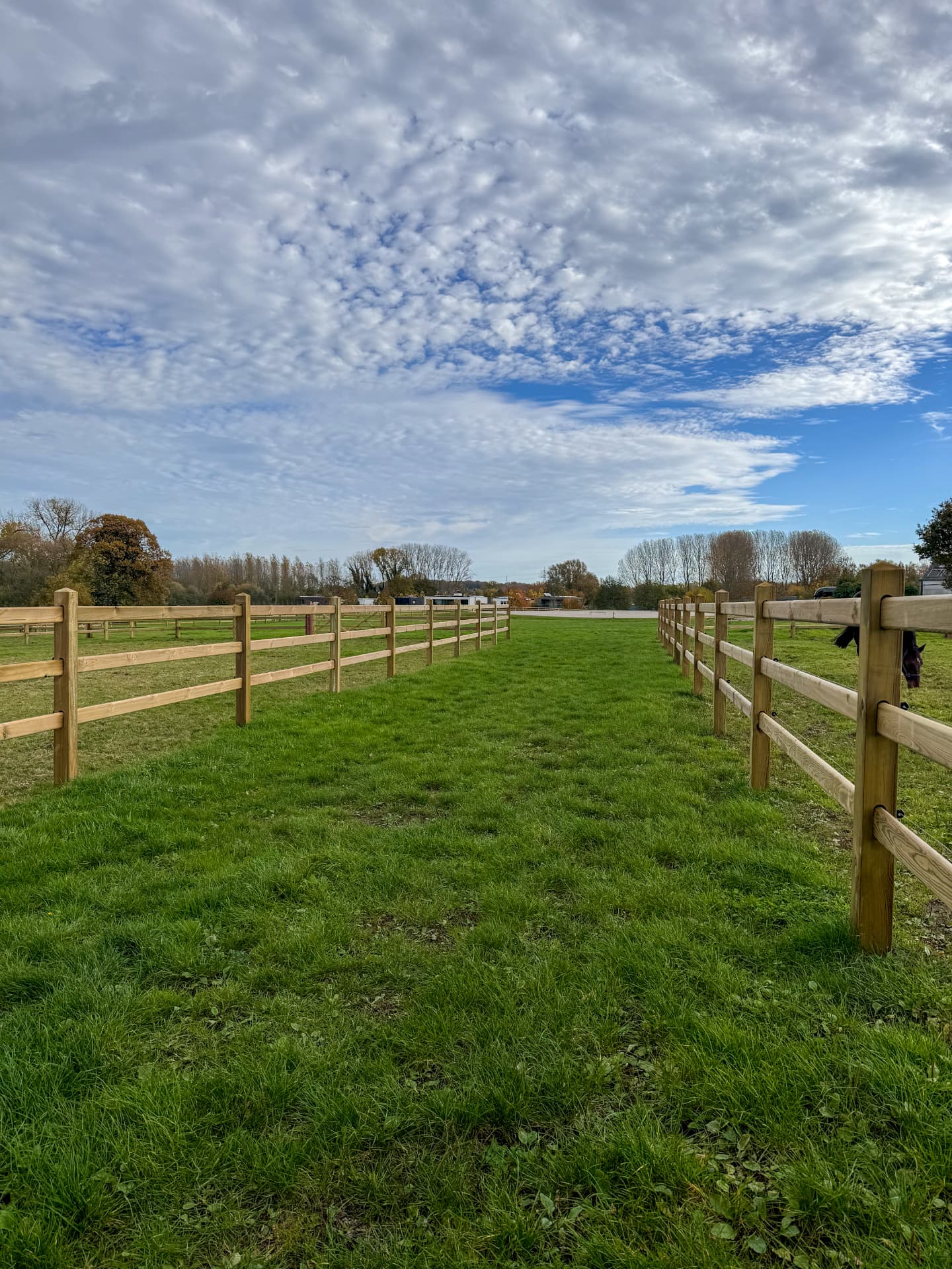 Paarden & stallen